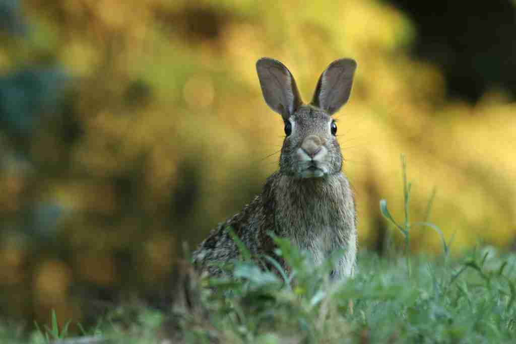 chinese-horoscope-2023-water-rabbit-year