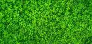 lucky_clover_bazi
