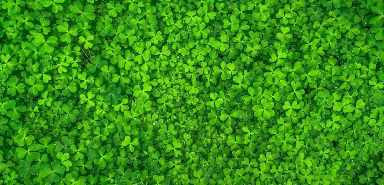 lucky_clover_bazi