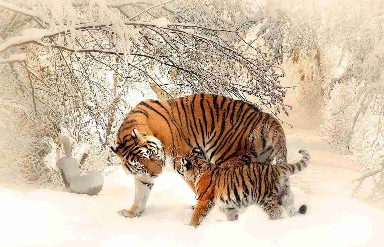 tiger_zodiac_forecast
