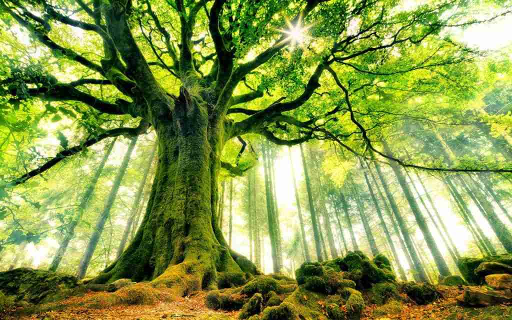 yang_wood_bazi