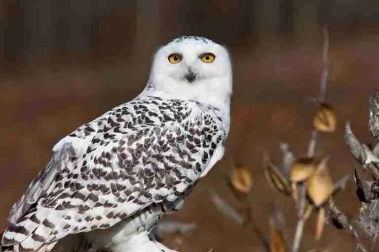 Indirect Resource: The ‘God’ In BaZi That Can Go Both Ways