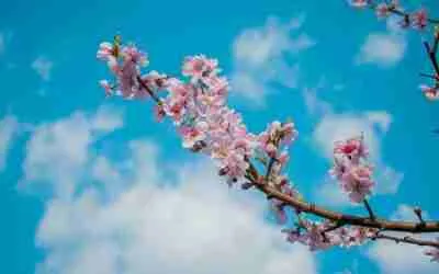 Peach Blossom In BaZi: The Different Nature & Types Of Romance